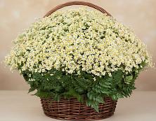 Цветочная композиция из Ромашки в корзине #REPLACE_PRED# Викулово