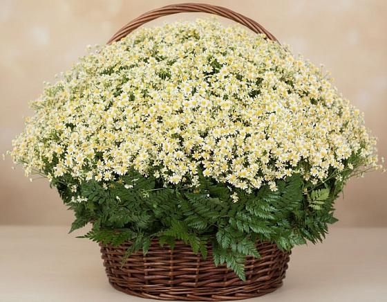 Цветочная композиция из Ромашки в корзине в Викулово