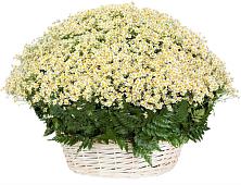 Цветочная композиция из Ромашки в корзине #REPLACE_PRED# Викулово
